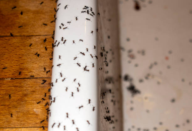 Best Pest Control Near Me in Bellaire, OH