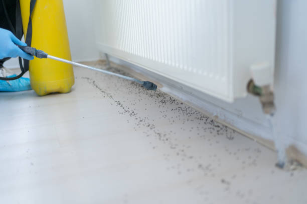 Trusted Bellaire, OH Pest Control Experts